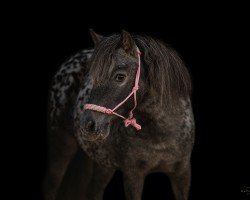 Zuchtstute Lendorfs Gracia (Dt.Part-bred Shetland Pony, 2015, von Valum van de Kuper)