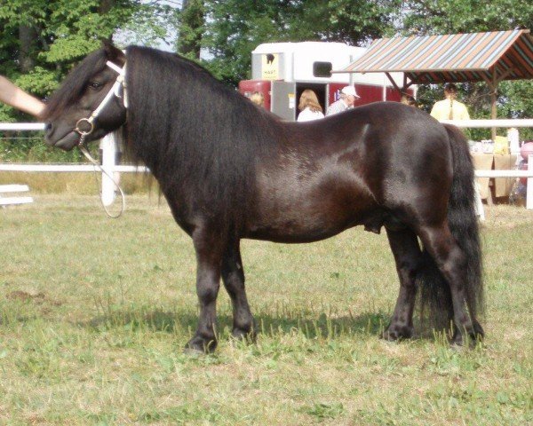 Deckhengst Perigueux van Isala (Shetland Pony, 2000, von Libero W van de Hertraksestraat)