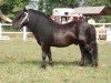 Deckhengst Perigueux van Isala (Shetland Pony, 2000, von Libero W van de Hertraksestraat)