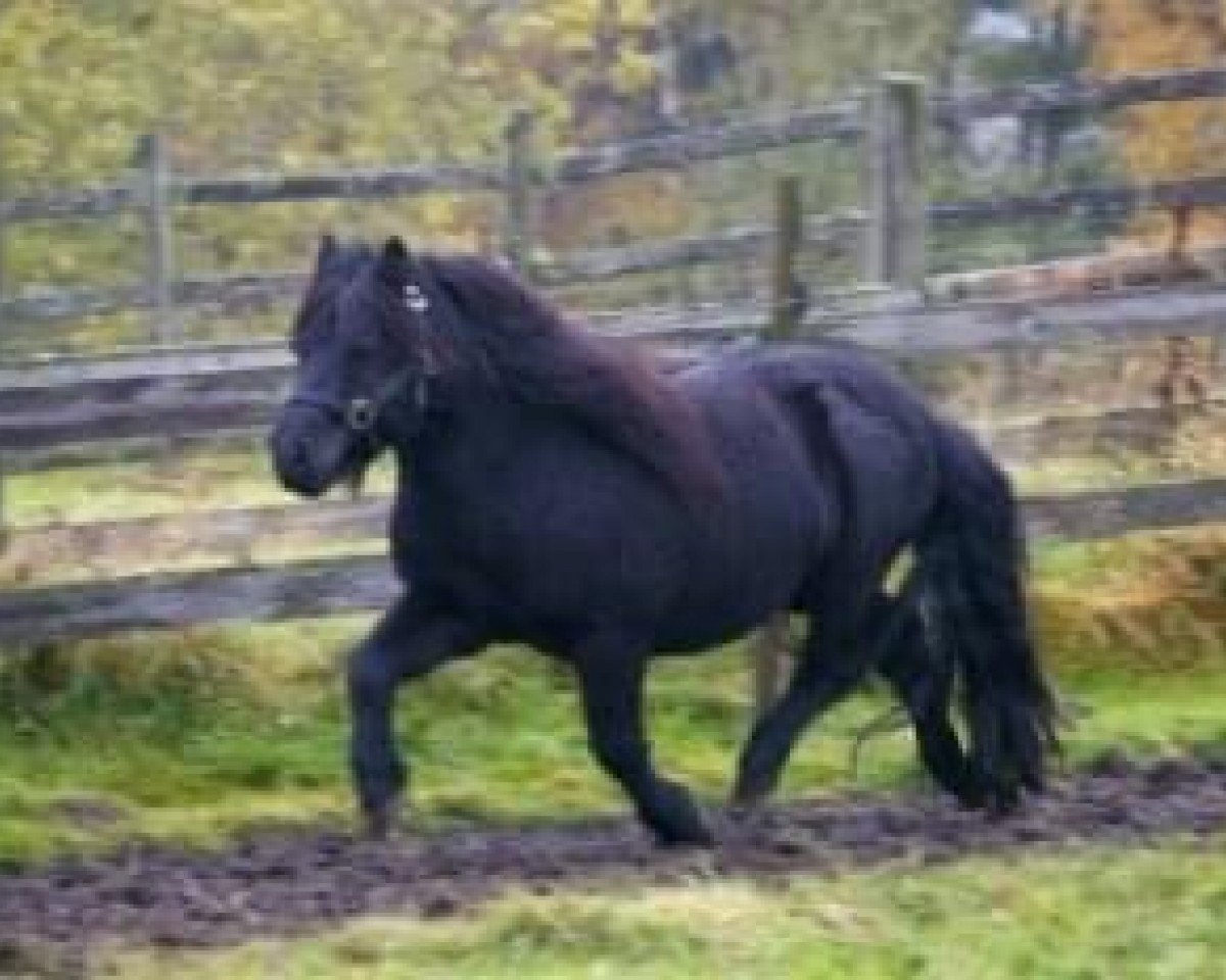 stallion On The Rocks of Marshwood (Shetland Pony, 1979, from Gletness Rockall)