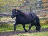 stallion On The Rocks of Marshwood (Shetland Pony, 1979, from Gletness Rockall)