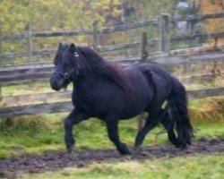 stallion On The Rocks of Marshwood (Shetland Pony, 1979, from Gletness Rockall)