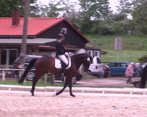 Reitturnier Derenburg 2024
