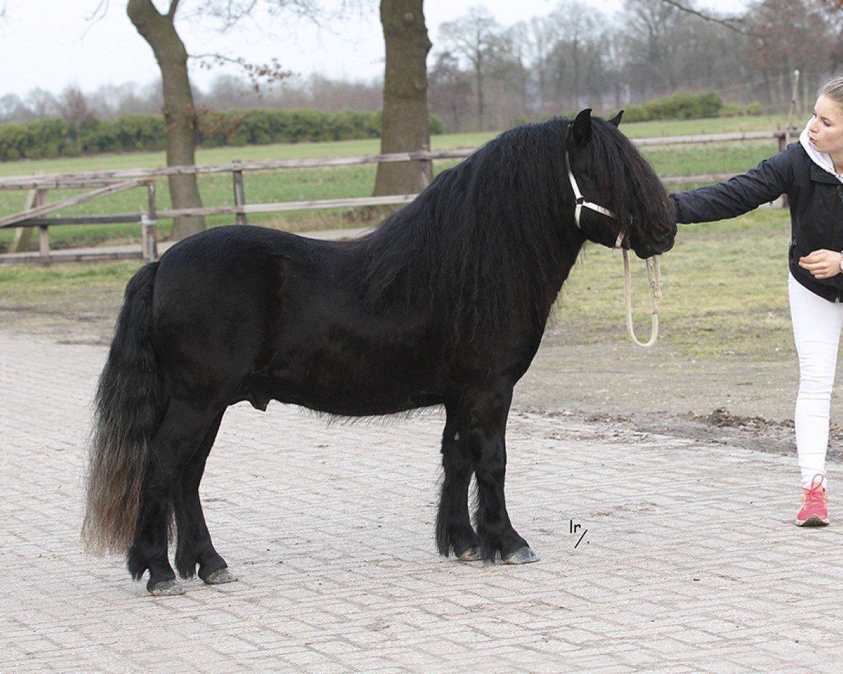 Deckhengst Marcelo van de Klaverweide (Shetland Pony,  )