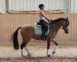 dressage horse PSW Golden Touch (Deutsches Reitpony, 2002, from FS Golden Highlight)