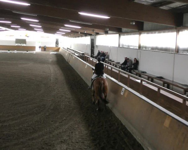 Reitturnier Hildesheim-Steuerwald 2024