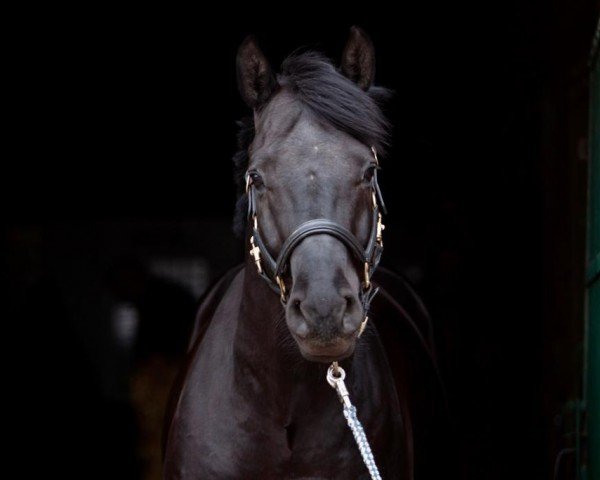 dressage horse Mauro 9 (Westphalian, 2017, from Morricone)