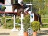 jumper Camelots Sir Galahad (Oldenburg show jumper, 2018, from L.b. Casanova)