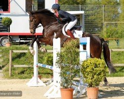 jumper Camelots Sir Galahad (Oldenburg show jumper, 2018, from L.b. Casanova)