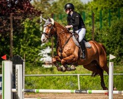 jumper Bentley 101 (Hanoverian, 2011, from Balou du Rouet)