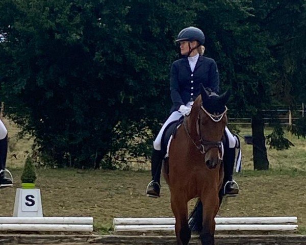 dressage horse Lady Finnland (Hanoverian, 2018, from Schwarzgold)