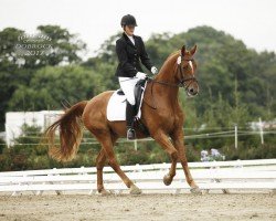 dressage horse Lisney (Hannoveraner, 2011, from Lancier)