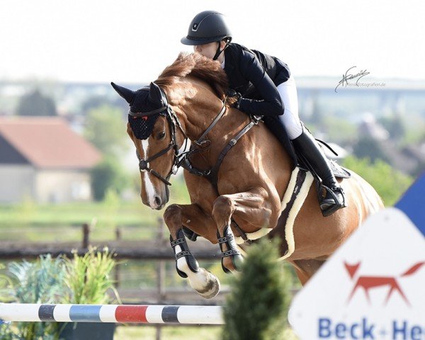 broodmare Calima 11 (Oldenburg, 2014, from Cascadello)