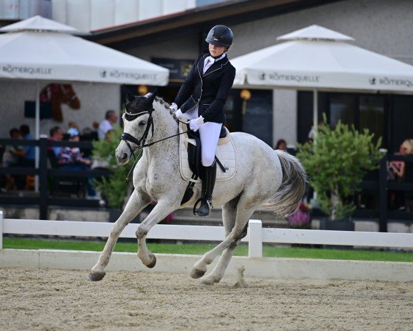 dressage horse Supernova 2 (unknown, 2017)