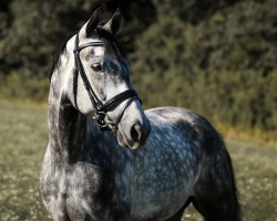 Springpferd Eliot 70 (Tschechisches Warmblut, 2016, von El Paso 186)