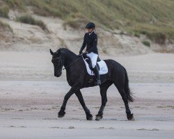 dressage horse Zorro U.J. (Friese, 2007, from Tsjipke 399)