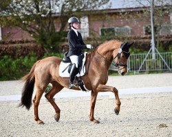 dressage horse Da Lina S.B. (Westphalian, 2013, from Desperado)