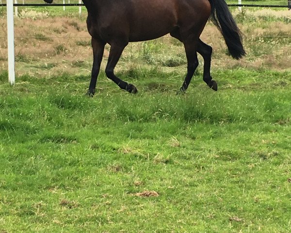 dressage horse Zippo 29 (Oldenburg, 2012, from Zack)