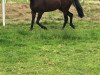 dressage horse Zippo 29 (Oldenburg, 2012, from Zack)