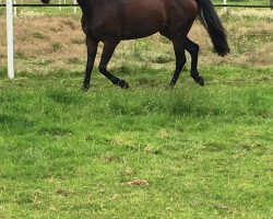 dressage horse Zippo 29 (Oldenburg, 2012, from Zack)