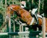 stallion Laptop (Hanoverian, 1992, from Loredo)