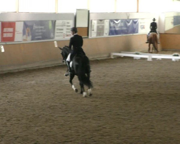 Reitturnier Hildesheim-Steuerwald 2024