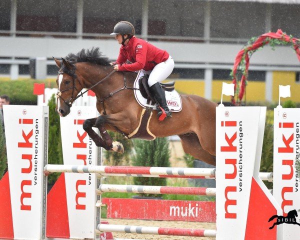 Springpferd Quentin v. Braunberg (Österreichisches Warmblut, 2010, von Question D'Honneur B)