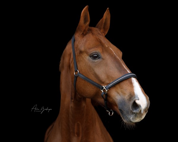 dressage horse Lemon Drop (Austrian Warmblood, 2013, from Lemony's Nicket)