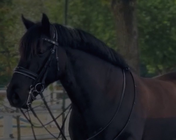 dressage horse Durcàs (Hungarian Warmblood, 2015)
