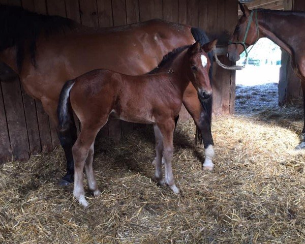 Springpferd Tinkabell Von Braunberg (Zangersheide Reitpferd, 2016, von Twilight 35)