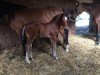 jumper Tinkabell von Braunberg Z (Zangersheide riding horse, 2016, from Twilight)