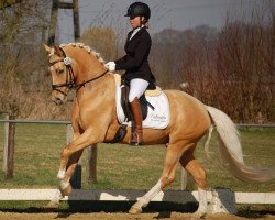 dressage horse Calimero W (German Riding Pony, 2010, from Casino Royale K WE)