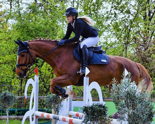 horse Soxx O' Nick (German Sport Horse, 2018, from Dinard L)