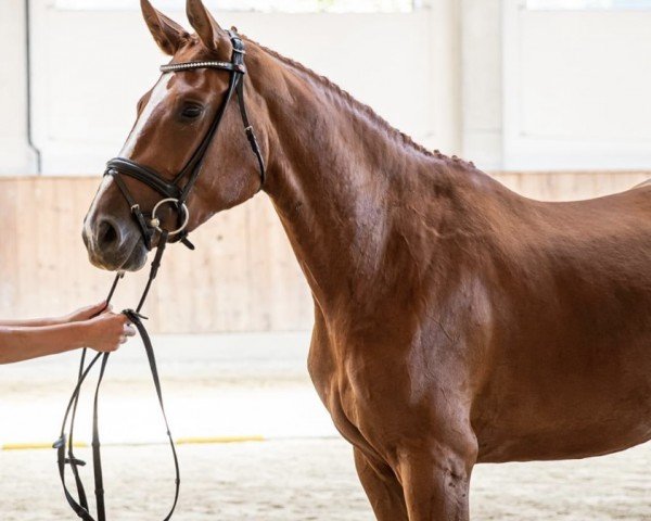 dressage horse Dangling Daisy (Hanoverian, 2017, from Dressage Royal)