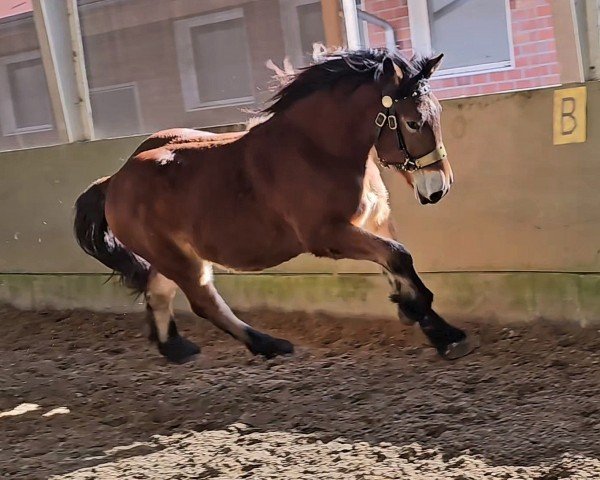 horse Amadeus (Rhenish-German Cold-Blood, 2022, from Augustus)