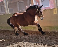 horse Amadeus (Rhenish-German Cold-Blood, 2022, from Augustus)