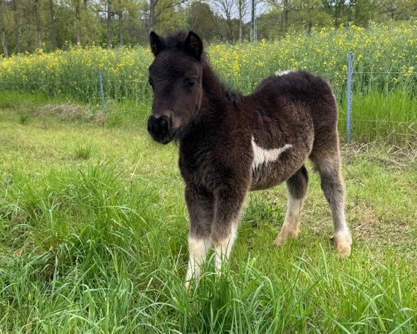 foal by Kleiner Prinz von der Marien-Quelle (Shetland Pony, 2024, from Kapsones van Stal het Noordereind)