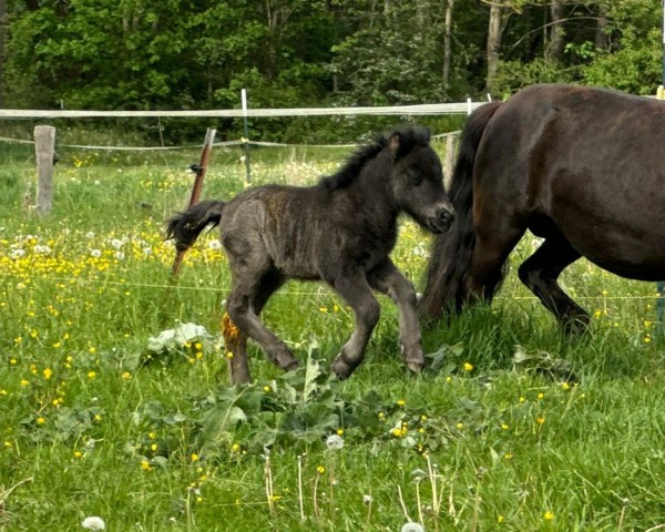 foal by Elisa von der Marien-Quelle (Shetland Pony, 2024, from Kapsones van Stal het Noordereind)