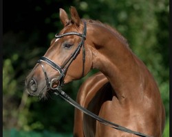 dressage horse Beetle 6 (Westphalian, 2017, from Callaho's Benicio)