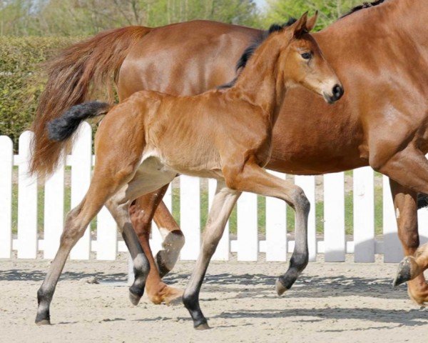 dressage horse Ma Belle JD (Westphalian, 2022, from Maxim - N)