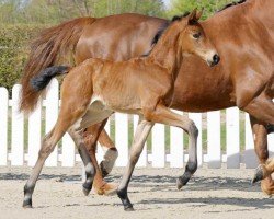 dressage horse Ma Belle JD (Westphalian, 2022, from Maxim - N)