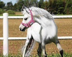 horse Voorthoeves Thudor (Welsh mountain pony (SEK.A), 2014, from Llanfilo Ambers Prince)