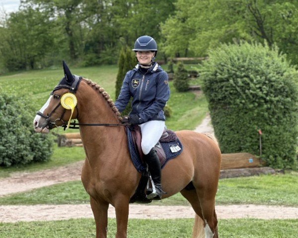 stallion Relax Zv (German Riding Pony, 2019, from Rob Roy van Het Klavertje)