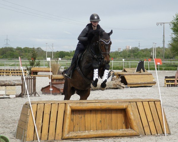 Springpferd Unico 30 (Holsteiner, 2018, von Unikato)