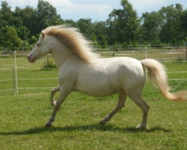 Zuchtstute Arvalon Vanity (Welsh Mountain Pony (Sek.A), 2006, von Cwmnantgwyn Little Giant)