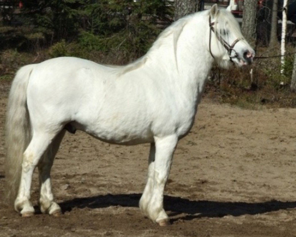 stallion Cuppers Magnum 16 WM (Welsh mountain pony (SEK.A), 1992, from Synod Prophet)