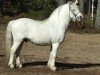 stallion Cuppers Magnum 16 WM (Welsh mountain pony (SEK.A), 1992, from Synod Prophet)