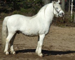 stallion Cuppers Magnum 16 WM (Welsh mountain pony (SEK.A), 1992, from Synod Prophet)