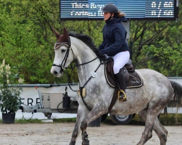 horse Clarisa 3 (Czech Warmblood, 2018, from Cool Paradise)