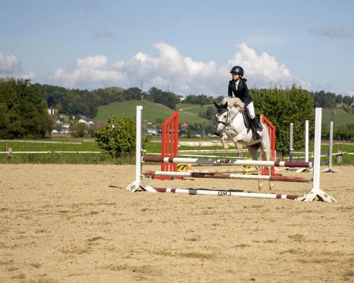 jumper Timon V Braunberg (unknown, 2009)